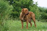 DOGUE DE BORDEAUX 275